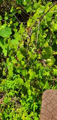Vitis rotundifolia