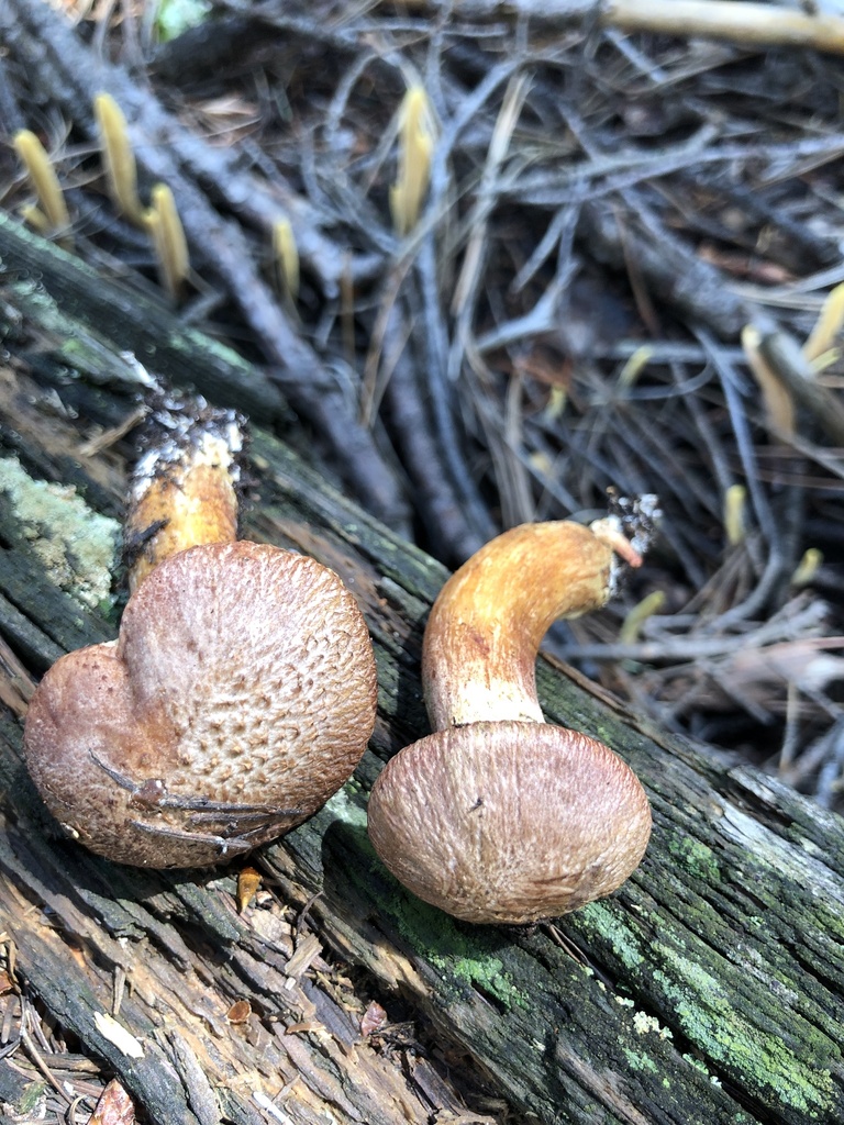 Western Painted Suillus from Apache County, US-AZ, US on August 3, 2022 ...