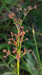 Juncus acutiflorus