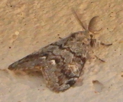 Orgyia pseudotsugata