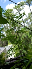 Phyllanthus tenellus