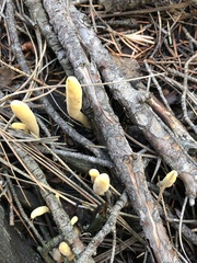 Clavariadelphus sachalinensis