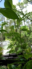 Phyllanthus tenellus
