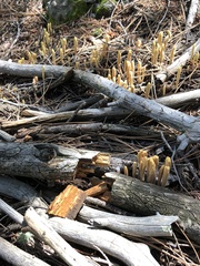 Clavariadelphus sachalinensis