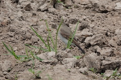 Syrtidicola fluviatilis