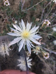 Mentzelia strictissima
