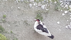 Cairina moschata domestica