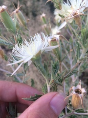 Mentzelia strictissima