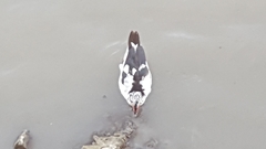 Cairina moschata domestica