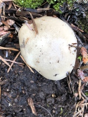 Tephroleuci