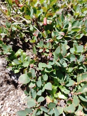 Vaccinium uliginosum