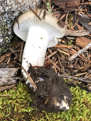 Tephroleuci