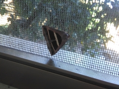 Grammodes bifasciata