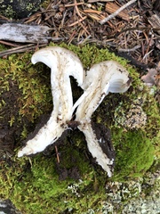 Tephroleuci