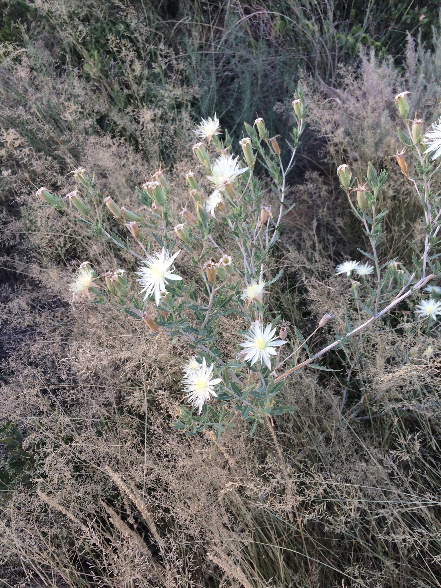 Mentzelia strictissima