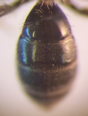 Lasioglossum pauxillum