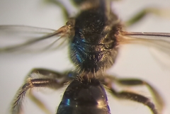 Lasioglossum pauxillum