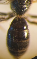 Lasioglossum pauxillum