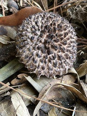 Strobilomyces confusus