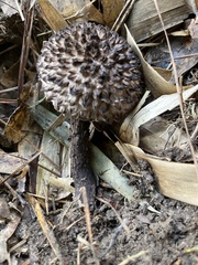 Strobilomyces confusus