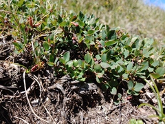 Vaccinium uliginosum
