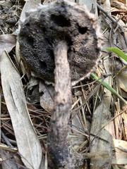 Strobilomyces confusus