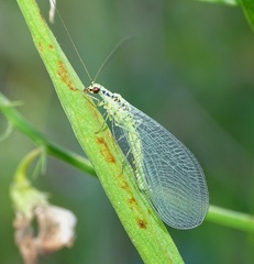 Chrysopa walkeri