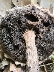 Strobilomyces confusus