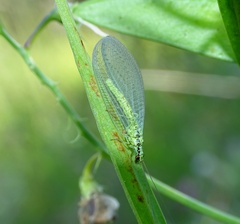 Chrysopa walkeri