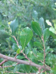 Salix starkeana