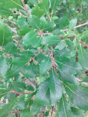 Salix starkeana