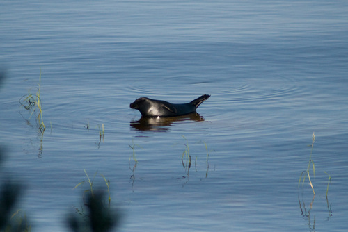 Ringed Seal (Pusa hispida)