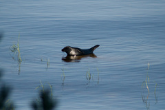 Pusa hispida ladogensis