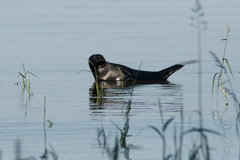 Pusa hispida ladogensis