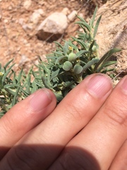 Euphorbia acuta