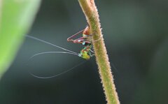 Paraxiphidium versicolor