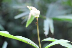 Paraxiphidium versicolor