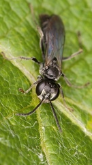 Lyroda