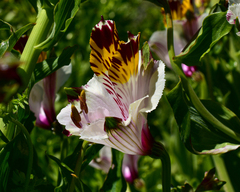 Alstroemeria magnifica maxima
