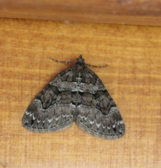 Thera cognata