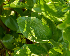 Alstroemeria magnifica maxima