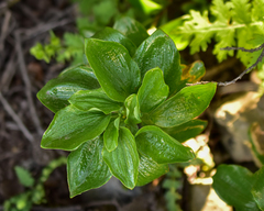 Alstroemeria magnifica maxima