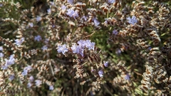 Limonium virgatum