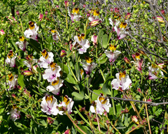 Alstroemeria magnifica maxima