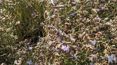 Limonium virgatum
