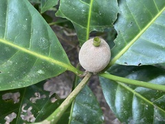 Atractocarpus sessilis