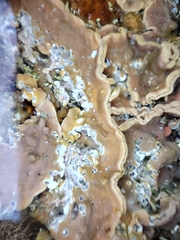 Lithophyllum incrustans