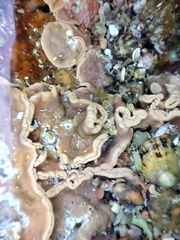 Lithophyllum incrustans