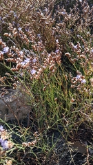 Limonium virgatum
