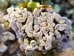 Lithophyllum incrustans